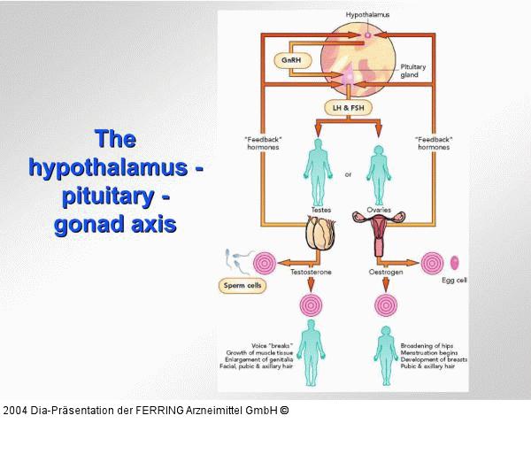 Hypothalamus - Hypophyse