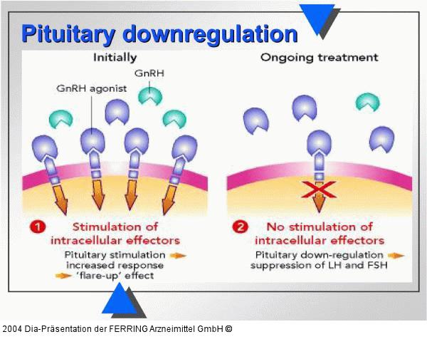 Hypophyse - Downregulation