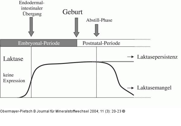 Laktase-Expression - Darm