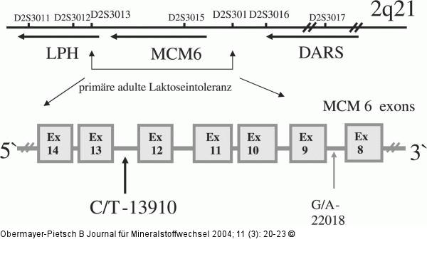 Chromosom 2q21 - Laktoseintoleranz