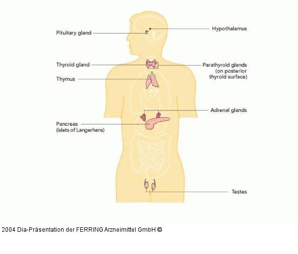 Endokrinologie - Mann