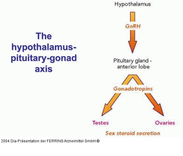 Hypothalamus - Hypophyse