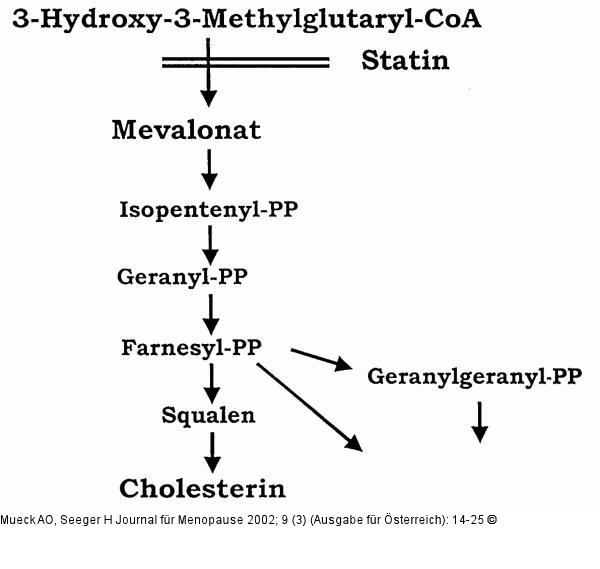 Statine - Wirkmechanismus