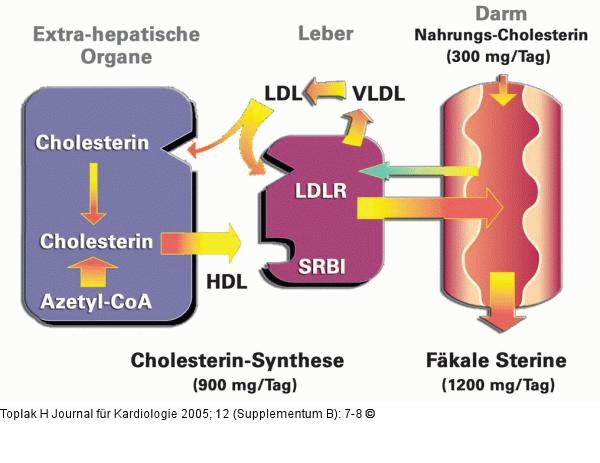 Cholesterin-Balance