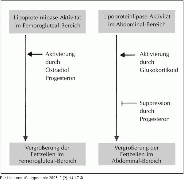 Fettspeicherung - Körperregionen