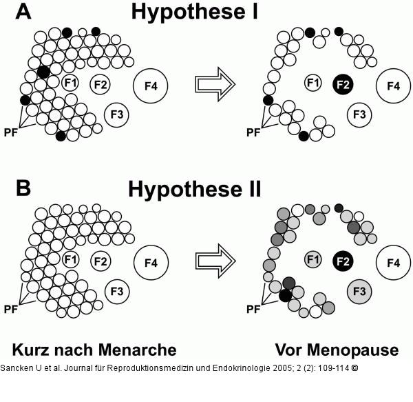 Zunahme von Aneuploidien - Hypothesen