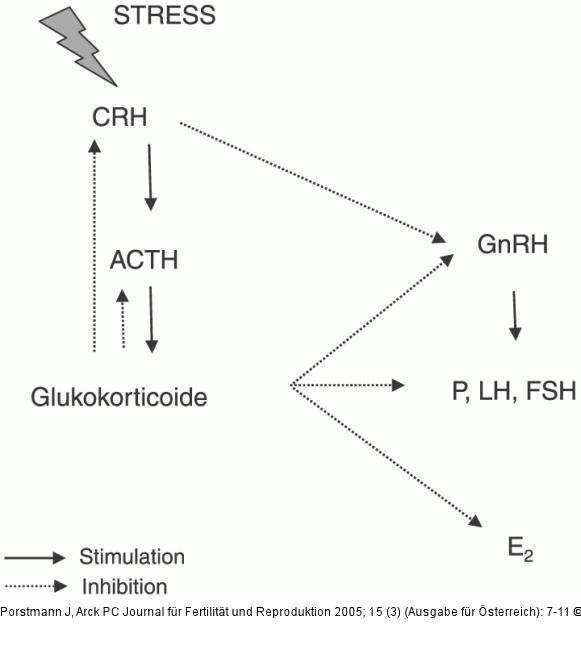 Streßhormon - CRH - ACTH