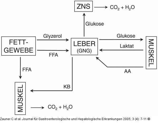 Glukosestoffwechsel - Hunger