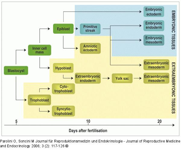 Embryonic - Extraembryonic Tissue