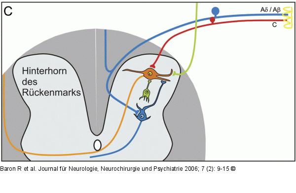 Hinterhorn des Rückenmarks