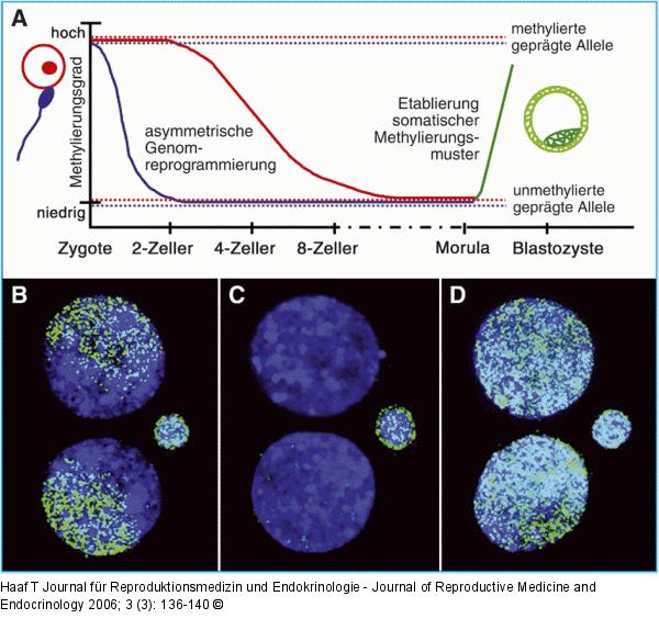 Demethylierung - Remethylierung