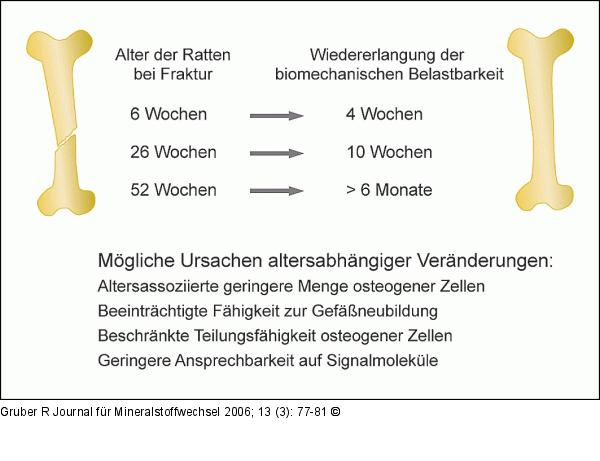 Knochenregeneration - Alter