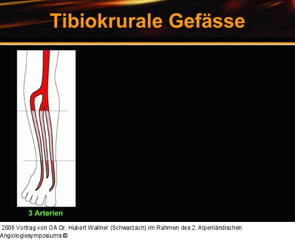 Tibiokrurale Gefäße