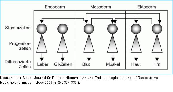 Stammzellen - Transdifferenzierung
