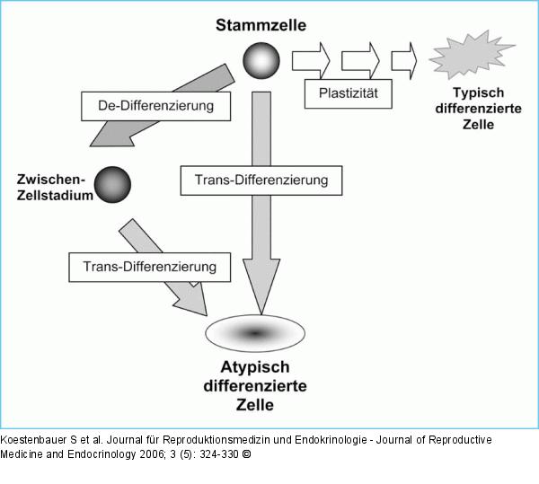Transdifferenzierung - Dedifferenzierung