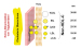 Abb. 3: Arterienwand