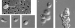 Abb. 13: Syssomonas multiformis