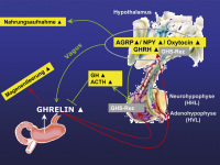 Abbildung 1: Ghrelin