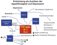 Abbildung 1: Kachexie