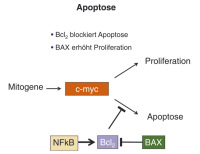 Abbildung 6: Apoptose  