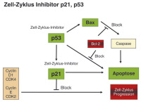Abbildung 7: Zell-Zyklus-Inhibitor