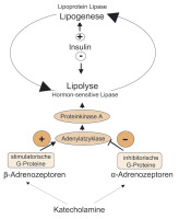Abbildung 1: Fettstoffwechsel