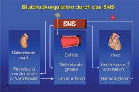 Abbildung 16: Blutdruckregulation durch das SNS