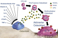 Abbildung 1: RANKL - OPG
