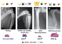Abbildung 2: Knochenphänotyp
