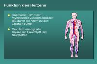 Abbildung 23: Funktion des Herzens