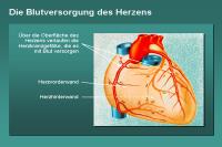 Abbildung 24: Die Blutversorgung des Herzens