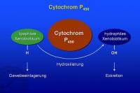 Abbildung 11: Cytochrom P450