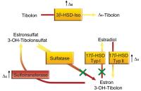 Abbildung 3: Tibolon - Metabolismus