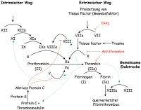 Abbildung 1: Gerinnungskaskade