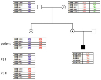 Abbildung 2: Polar body diagnosis of haemophilia A