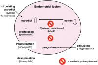 Abbildung 8: Estrogen metabolism in endometrial lesions