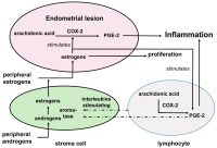 Abbildung 9: Vicious circle in the endometrial focus