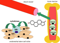 Abbildung 1: Effects of estrogen on adult stem cell recruitment