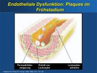 Abbildung 6: Endotheliale Dysfunktion