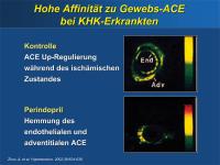 Abbildung 12: Perindopril - Gewebs-ACE