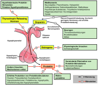 Abbildung 3: Hyperprolaktinämie