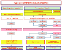 Abbildung 6: Hyperprolaktinämischer Amenorrhoe