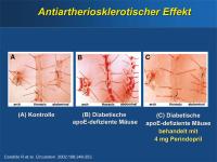 Abbildung 20: Perindopril - Antiatheriosklerotischer Effekt