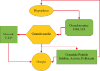 Abbildung 1: Follistatin