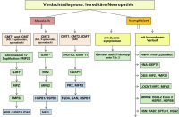 Abbildung 3: Hereditäre Neuropathie