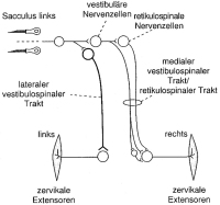 Abbildung 1: Neuronale Verschaltung