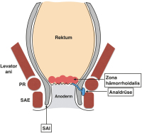 Abbildung 1: Anorektum