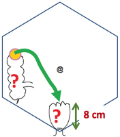 Abbildung 2: Intestinale Rekonstruktion