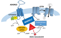 Abbildung 3: ADGRG2-Rezeptor - CFTR-Ionenkanal