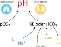 Abbildung 2: Säure-Basen-Haushalt